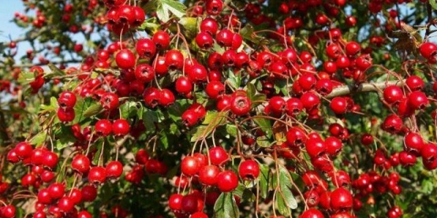 Ukrasno drveće i grmlje: sibirski glog